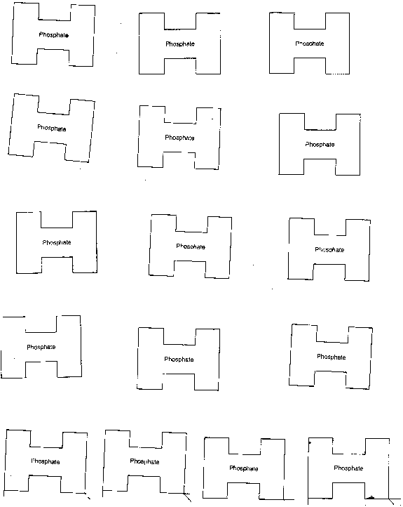 Phosphate Template - BIOLOGY JUNCTION