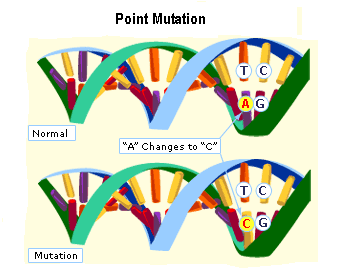 point mutation