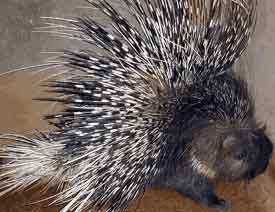 Seh - Porcupine - Photograph