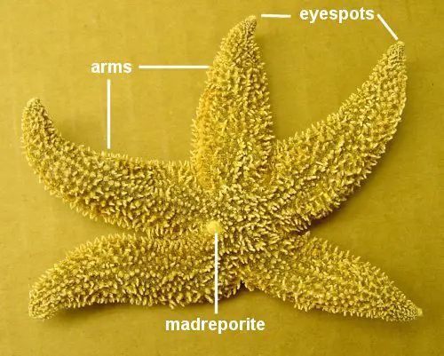 sea star anatomy