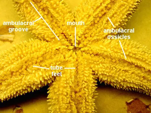 Starfish Dissection - BIOLOGY JUNCTION