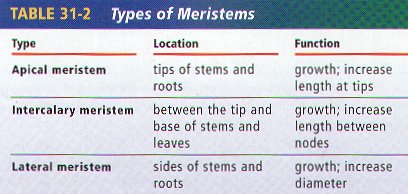 Plant Structure - BIOLOGY JUNCTION