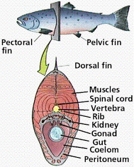 Vertebrate Notes - BIOLOGY JUNCTION