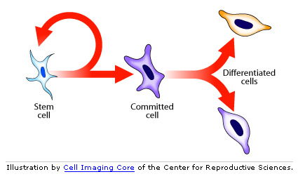 illustration of stem cells to differentiated cells
