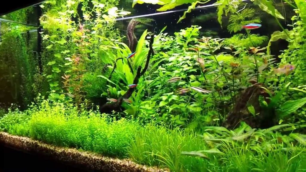 Plants Aquarium