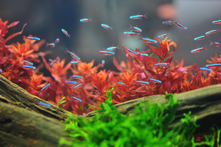 Tips and Advice on Growing Plants in Aquariums – What You Need to Know