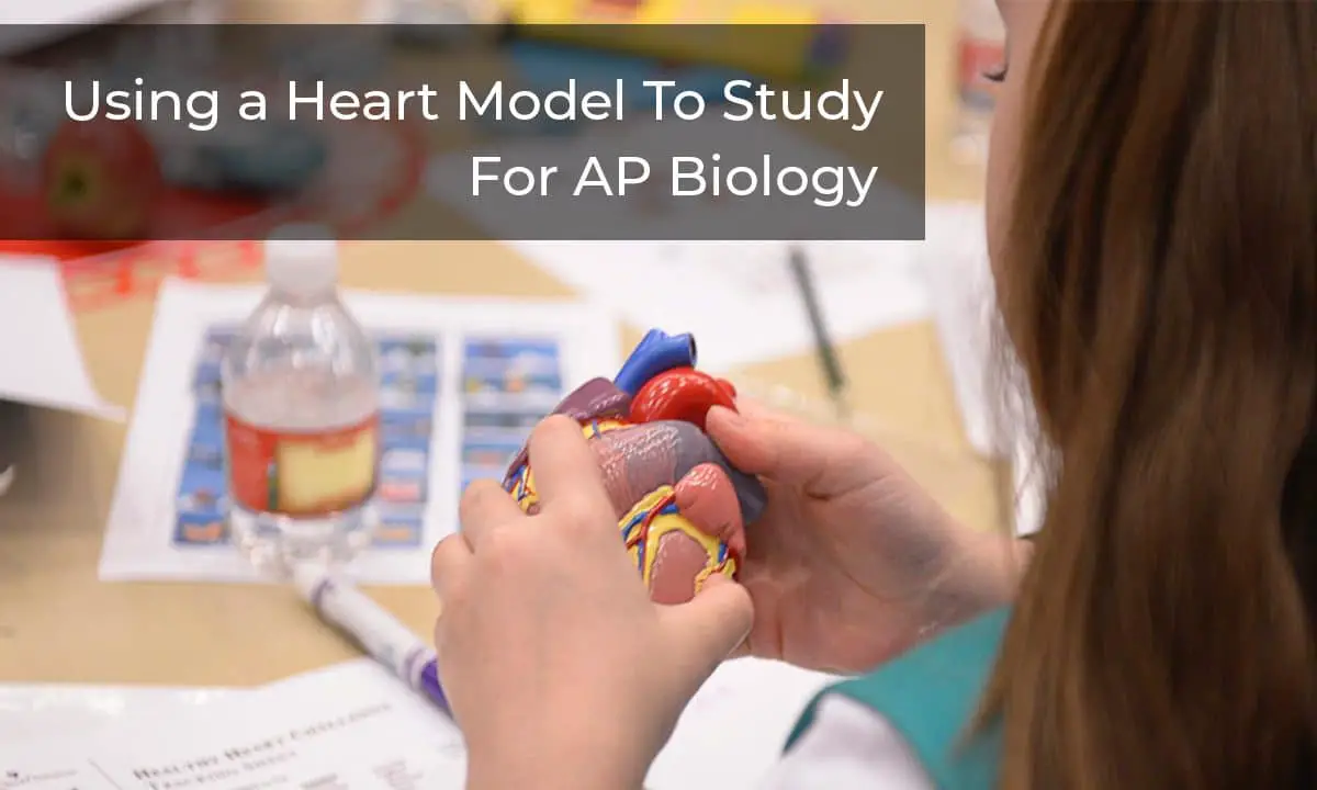 Using a Heart Model to Study for AP Biology – Explore On a Deeper Level