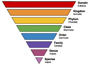 Classification of Living Things: Definition, Examples, and Practice