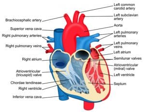 Using a Heart Model to Study for AP Biology - Explore On a Deeper Level