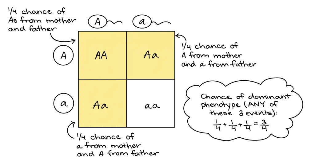 Amazing How To Draw A Punnett Square  Check it out now 