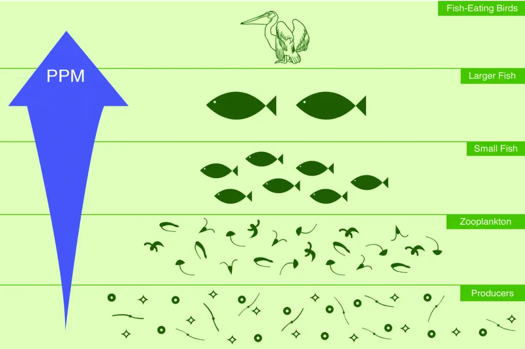 Explain What Biological Magnification Is And Give An Example