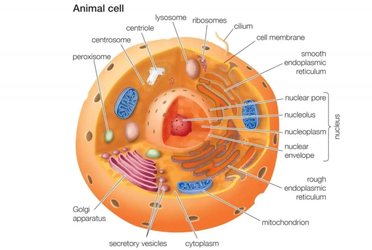 Cell Parts 101: Plant And Animal Cell Helpful Study Guides