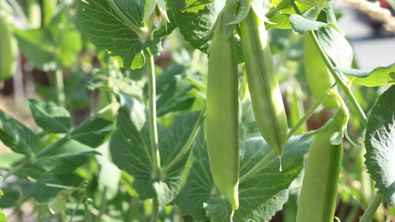 pea plant under sunlight, dihybrid cross worksheet