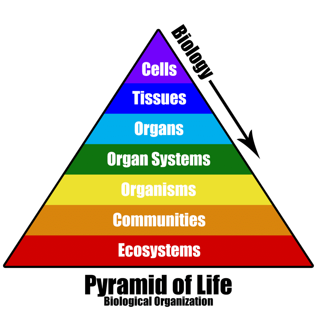 pyramidchart-pyramidoflifebioorganizationwitharrow-biology-junction