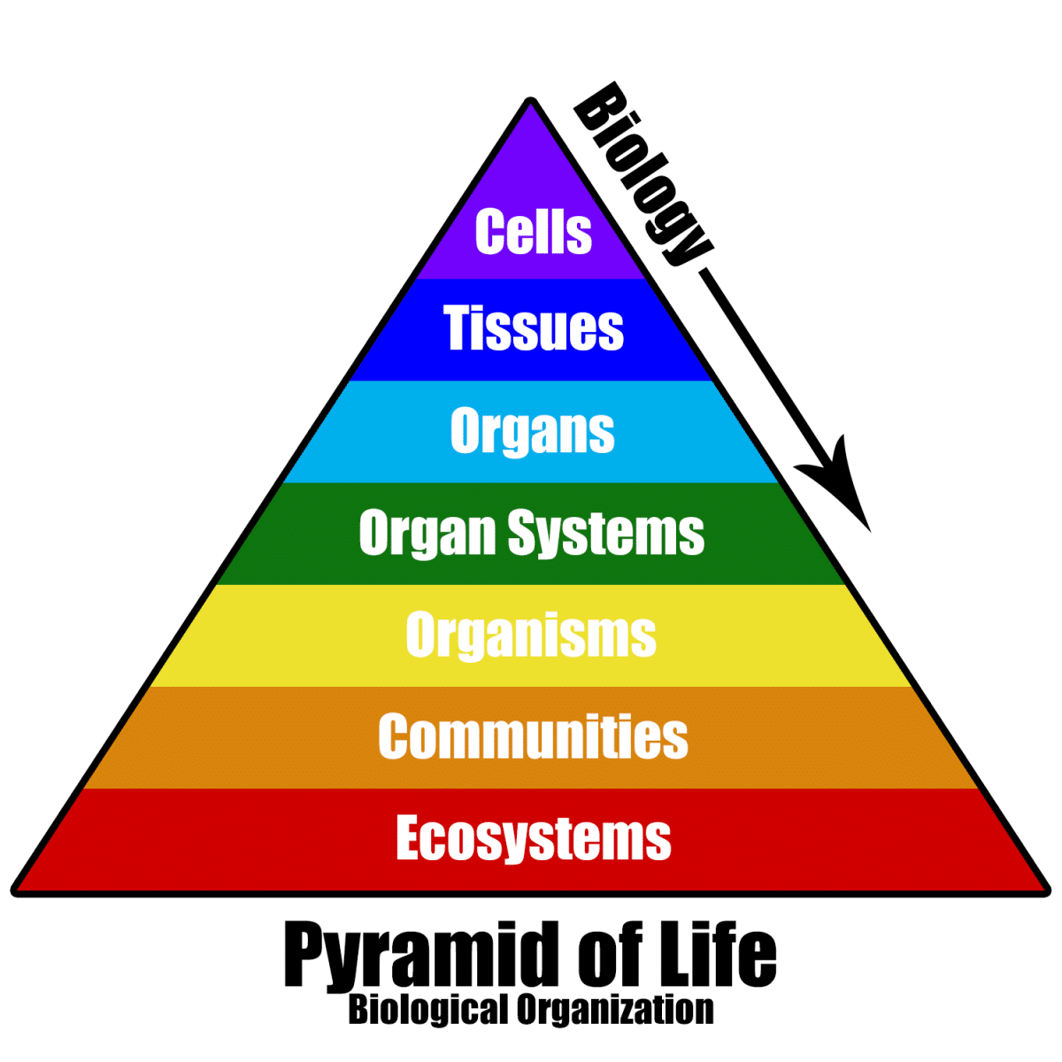 Pyramidchart Pyramidoflifebioorganizationwitharrow 