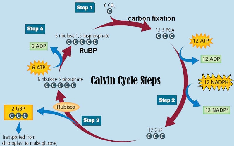 Calvin Cycle step by step