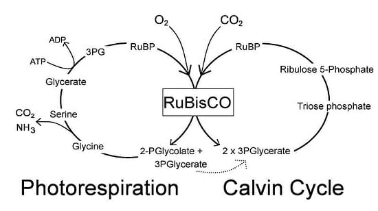 Simplified-Calvin-Cycle-diagram