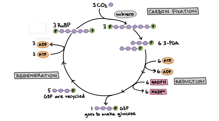 biology-the-cell-photosynthesis-using-light-energy-to-make-organic