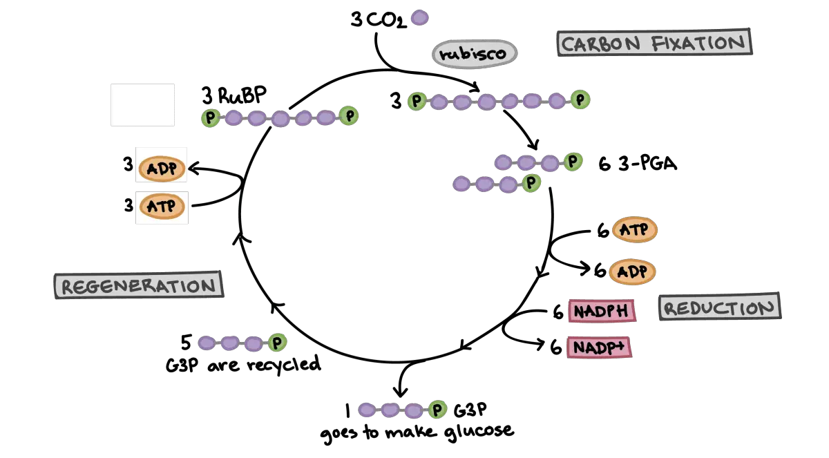 Two Other Names For The Calvin Cycle