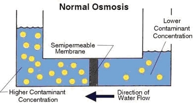 normal osmosis