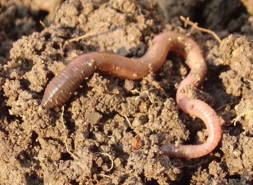 Earthworm Definition Biology