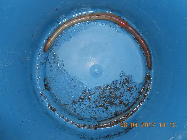 earthworm in laboratory
