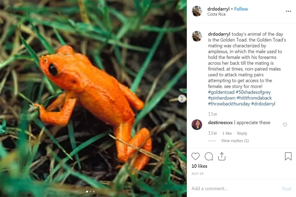 photograph of a golden toad - a type of amphibian