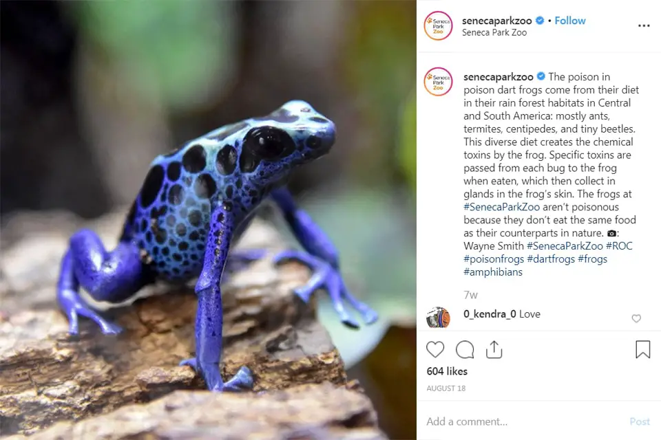 photograph of a poison dart frog - a type of amphibian