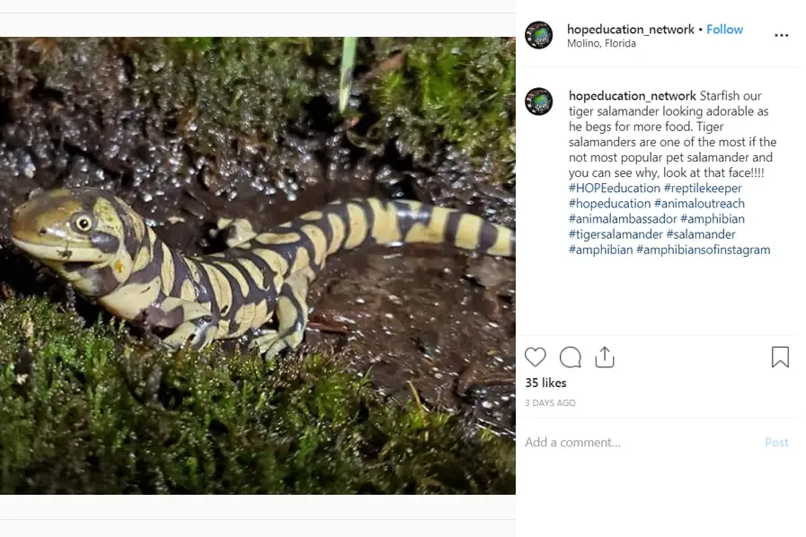 photograph of a tiger salamander - a type of amphibian