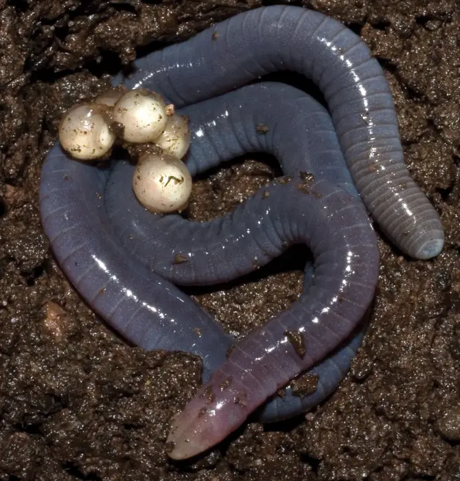 Caecilian: one of the types of amphibian with eggs in wet soil