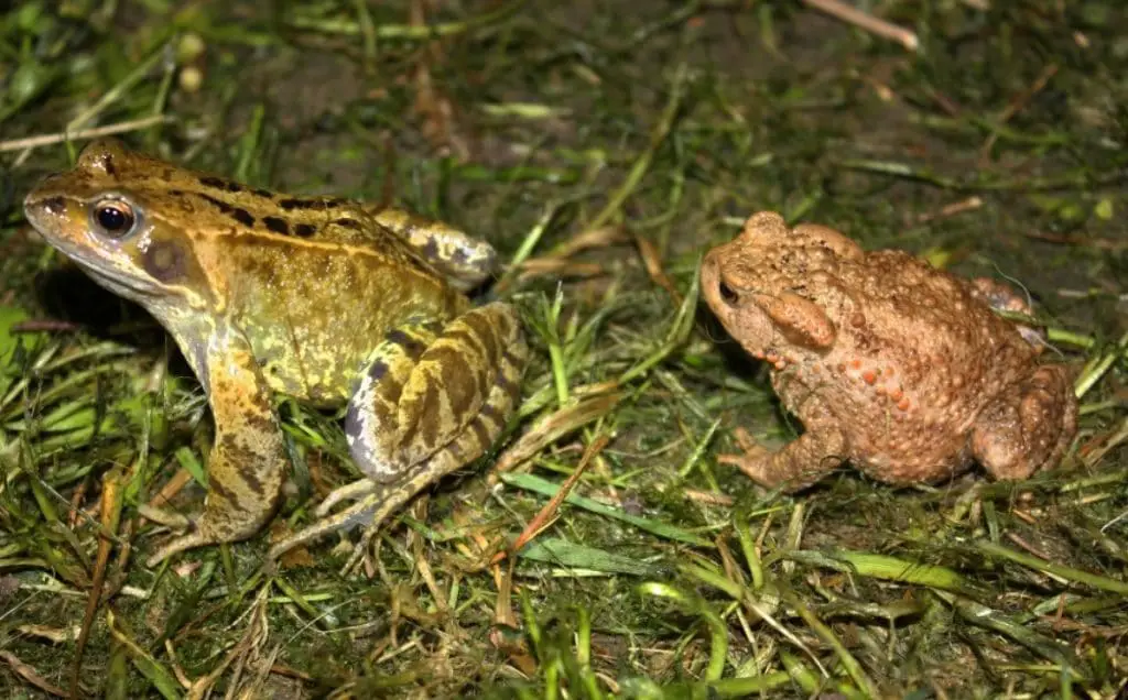 European Common Frog (Rana temporaria) & European Toad (Bufo bufo) on a grassy patch of soil