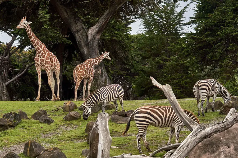 Zebra and a Giraffe on wild life