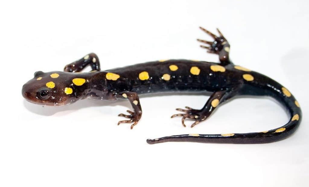 yellow-spotted salamander, an amphibian, on a white background