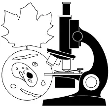 biological research paper format