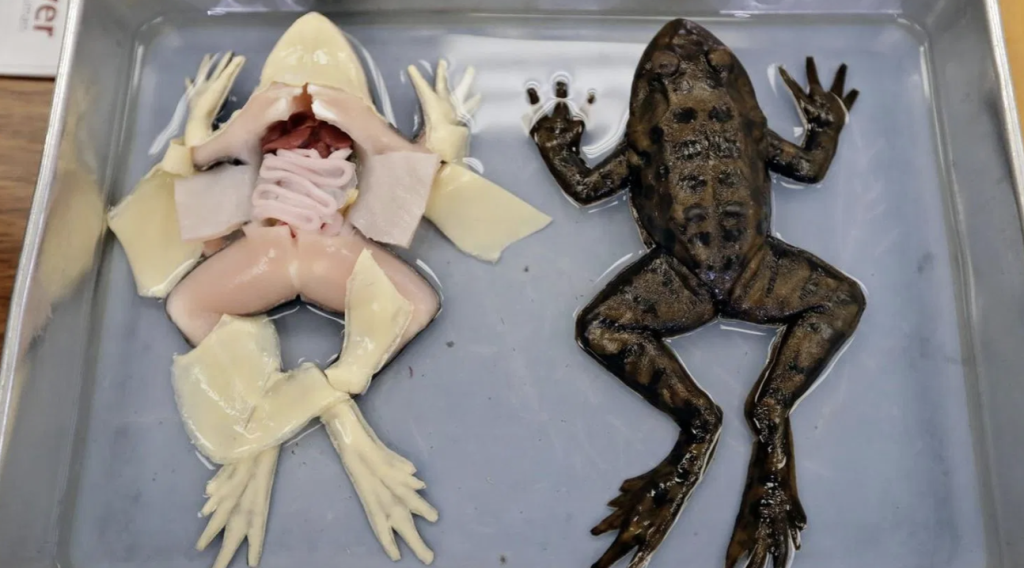Fake Frog Dissection